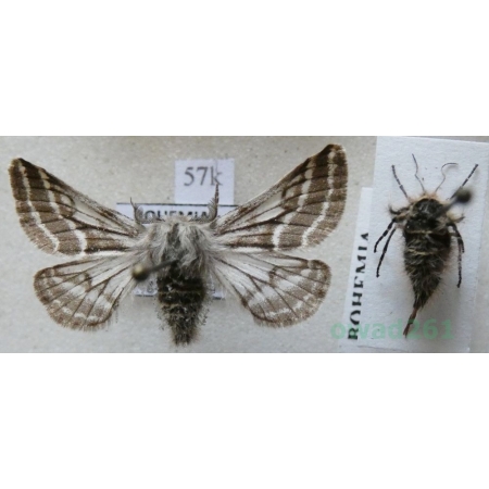 Lycia zonaria (Denis & Schiffermüller, 1775) pair Włochacz pasiak Czech57k